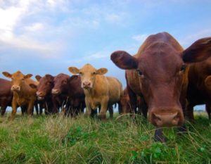 Minister of Natural Resources and Environment of Laos visits the cow breeding project of Viet Golden Farm Company in Laos